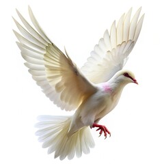 Obraz premium white pigeon flying isolated on a white background