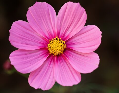 pink cosmos flower - Powered by Adobe