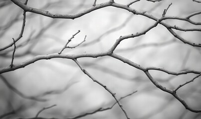 Intertwined Bare Branches: A Grayscale Abstract Nature Photograph