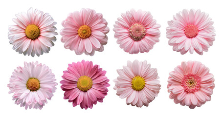A Beautiful Display of Pink and White Flowers on a Dark Background, Bundle Set Collection, Isolated on Transparent Background
