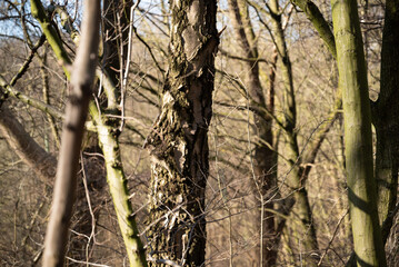 arvore tree Ruhrgebiet germany