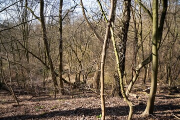 arvore tree Ruhrgebiet germany