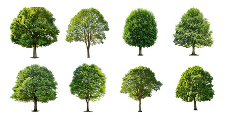 Diverse Collection of Trees in Various Shapes and Leaf Colors, Bundle Set Collection, Isolated on Transparent Background