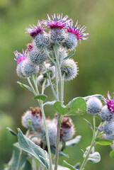 In the wildlife grows burdock (Arctium)