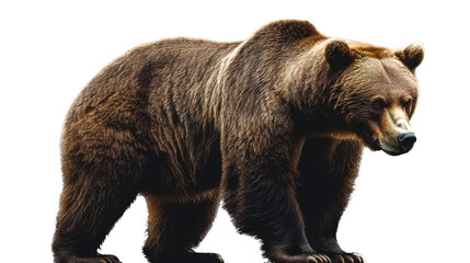 Obraz premium brown bear isolated on white