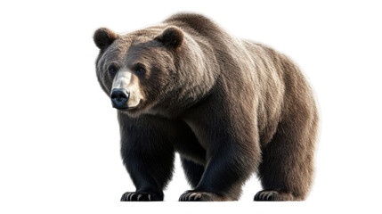 Fototapeta premium brown bear isolated on white