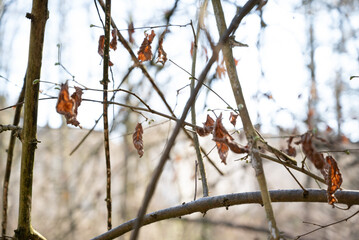herbst primavera alemanha Deutschland