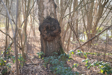 herbst primavera alemanha Deutschland