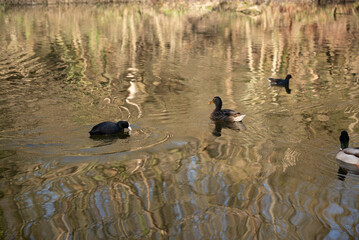 herbst primavera alemanha Deutschland