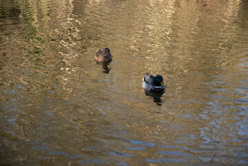herbst primavera alemanha Deutschland