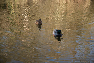 herbst primavera alemanha Deutschland