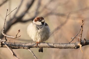 The male Italian sparrow (Passer italiae) rests on a branch