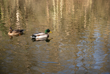herbst primavera alemanha Deutschland