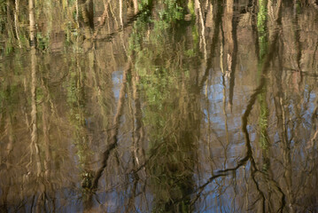arvore tree Ruhrgebiet germany
