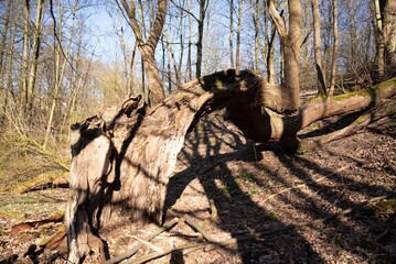 arvore tree Ruhrgebiet germany