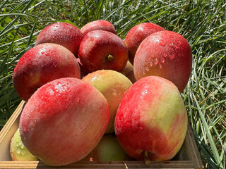 Apples fresh juicy ripe fruits.