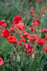 Fototapeta premium Red poppies blooming in a field during springtime