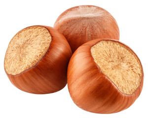 Hazelnut isolated on white background, clipping path, full depth of field