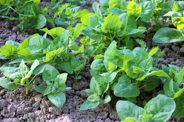 Edible plant garden orach (Atriplex hortensis) grows in spring