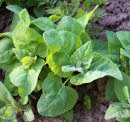Obraz premium Edible plant garden orach (Atriplex hortensis) grows in spring