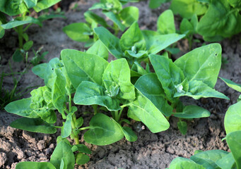 Edible plant garden orach (Atriplex hortensis) grows in spring