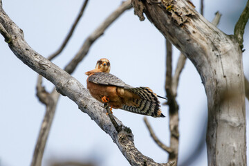 Rotfußfalken Weibchen sitzt auf einem Ast