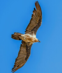 Quebrantahuesos en vuelo rasante, en el parque natural de Cazorla, Segura y Las Villas.
