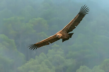Buitre leonado en vuelo, en el parque natural de Cazorla, Segura y Las Villas.