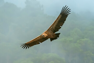 Buitre leonado en vuelo, en el parque natural de Cazorla, Segura y Las Villas.