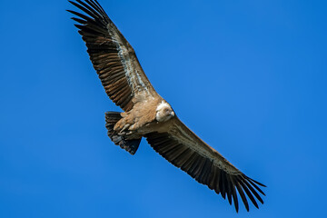 Buitre leonado en vuelo, en el parque natural de Cazorla, Segura y Las Villas.