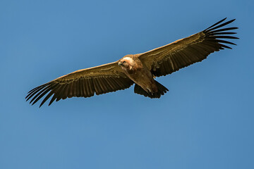 Buitre leonado en vuelo, en el parque natural de Cazorla, Segura y Las Villas.