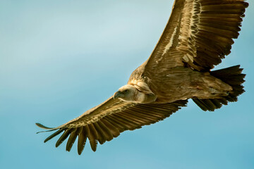 Buitre leonado en vuelo, en el parque natural de Cazorla, Segura y Las Villas.