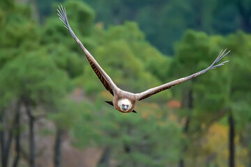  Buitre leonado en vuelo, en el parque natural de Cazorla, Segura y Las Villas.