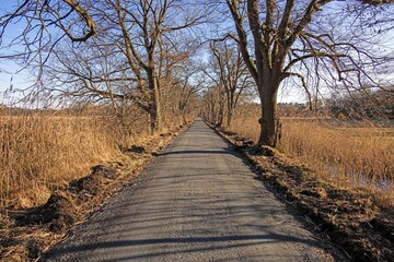 Tree lined road creating a natural tunnel in Moenchbruch natural reserve