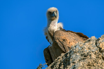  Buitre leonado en vuelo, en el parque natural de Cazorla, Segura y Las Villas.