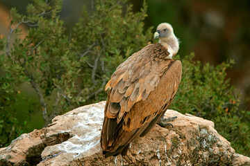  Buitre leonado en vuelo, en el parque natural de Cazorla, Segura y Las Villas.