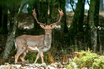 Gamo macho en el parque natural de Cazorla, Segura y Las Villas.