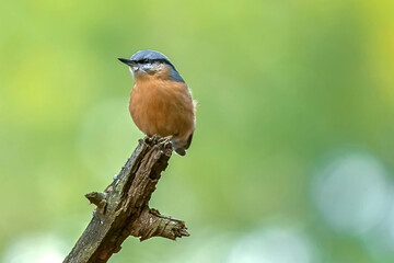 Trepador azul, en el parque natural de Cazorla, Segura y Las Villas.