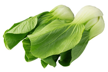 Bok Choy isolated on white background, full depth of field