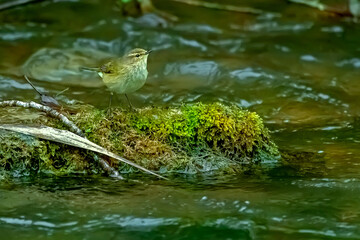 Mosquitero, en el parque natural de Cazorla, Segura y Las Villas.