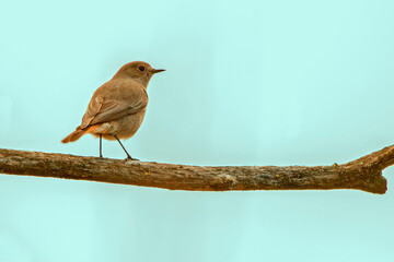 Mosquitero, en el parque natural de Cazorla, Segura y Las Villas.