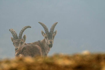Macho de cabra hispánica pirenaica, en el parque natural de Cazorla, Segura y Las Villas.