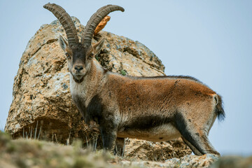 Macho de cabra hispánica pirenaica, en el parque natural de Cazorla, Segura y Las Villas.