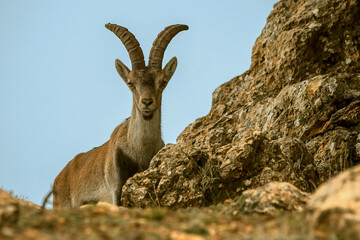 Macho de cabra hispánica pirenaica, en el parque natural de Cazorla, Segura y Las Villas.