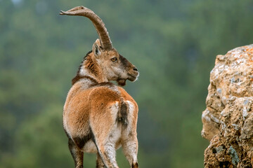 Macho de cabra hispánica pirenaica, en el parque natural de Cazorla, Segura y Las Villas.