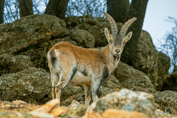 Macho de cabra hispánica pirenaica, en el parque natural de Cazorla, Segura y Las Villas.