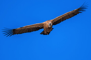  Buitre leonado en vuelo, en el parque natural de Cazorla, Segura y Las Villas.