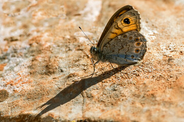 Obraz premium Mariposa Cardera, en el parque natural de Cazorla, Segura y Las Villas.