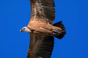  Buitre leonado en vuelo, en el parque natural de Cazorla, Segura y Las Villas.