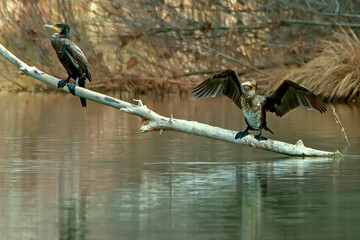 Cormorán en el río Guadalquivir, en el parque natural de Cazorla, Segura y Las Villas.
